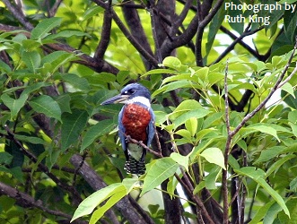 Ringed Kingfisher